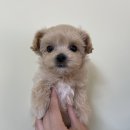 오마이퍼피 이미지