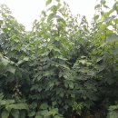 한지체험박물관 이미지