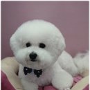 쭈니살롱 이미지