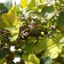 산마 이미지