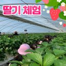 합기도 천지관 충효체육관 | 아이들과 딸기 체험🍓[천지관 도안동합기도 X 관저동합기도]