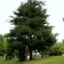 잣나무집정원 이미지