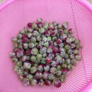 농업기술센터 4차 수업/동백꽃차 이미지