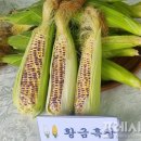 황금이 이미지