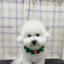 탱스땡스 이미지