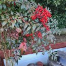 통영굴과 남해시금치 이미지