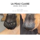 초계농약식물병원 | 강아지 접촉성 피부병 원인과 진단, 치료 방법