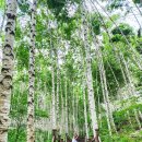 자작나무도서관 이미지