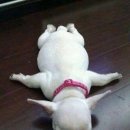 꿈꾸는 강아지 이미지