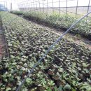 묘하우스 이미지