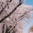국회회관3식당점 | 여의도 벚꽃구경 국회의사당 구내식당 점심 주차 요금|여의도 가볼만한곳 서울 벚꽃명소 위치
