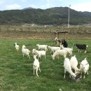 만지원농장 이미지