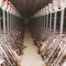 관용농장 이미지