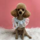 또왕또왕 Dog Salon 이미지