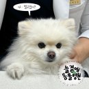 물빛동물병원 | 아산 탕정 동물병원｜늘곁에동물병원, 두번째 건강검진 자세한 후기 &amp; 가격