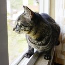 낭만고양이 이미지