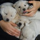 아지사랑 이미지