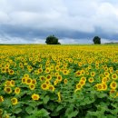 해바라기농장 이미지