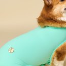 도그엔젤 이미지