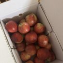 [리뷰] 내돈내산 경산 농장 복숭아 뚜복뚜복 주문 후기 🍑