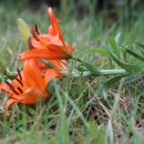 뜨락의아침 이미지