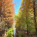 천년숲서로(서) | 경주 천년숲정원, 가을에 꼭 가봐야 할 한국의 단풍 명소