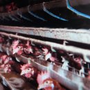 행복양계장 이미지