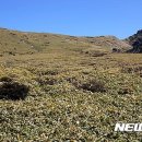 한라산생약