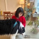 봉산동 강아지 이미지