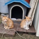 농가맛집 밀 이미지