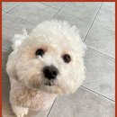 베베호텔 유치원 & 애견스파 이미지