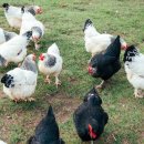 싱싱반찬 이미지