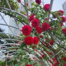 금강수변공원 숲바람장미원 이미지