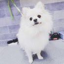 콩순이네 애견샵 이미지
