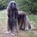 애견백과 - 아프간 하운드 (Afghan Hound) 이미지