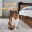 치즈펫 | 코리아숏치즈 라라의 펫시터 후기