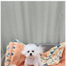 키티앤퍼피 이미지