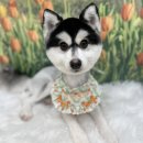 코지그루밍 이미지