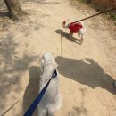 상희독스 아카데미 이미지