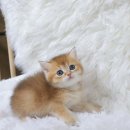 수원고양이분양 도레미캣 이미지