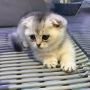 랙돌캐터리파이널돌 | 랙돌 입양 후기: 펫샵 말고 전문 캐터리를 선택하게 된 이유 (랙돌캐터리 종류, 분양가 및 유전병)