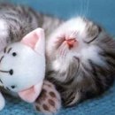 꿈꾸는 고양이 이미지