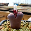 핑크레이디