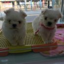 쁘띠멍멍 이미지