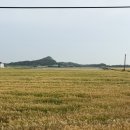 교차로 | 군산 당일치기 여행 포토스팟 '옥녀 교차로' 청보리밭 다녀온 후기 주차