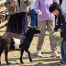 왕성목장 | 강원도 여행, 아이가 좋아하는 비발디파크 양떼목장