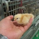 벧엘농장3 이미지