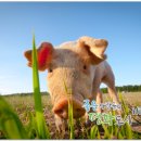 연천가축약품 이미지