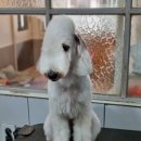 솜솜 애견미용 이미지