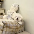 알곡켄넬 이미지